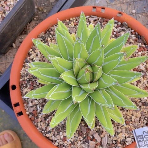 屉之雪17202多肉植物