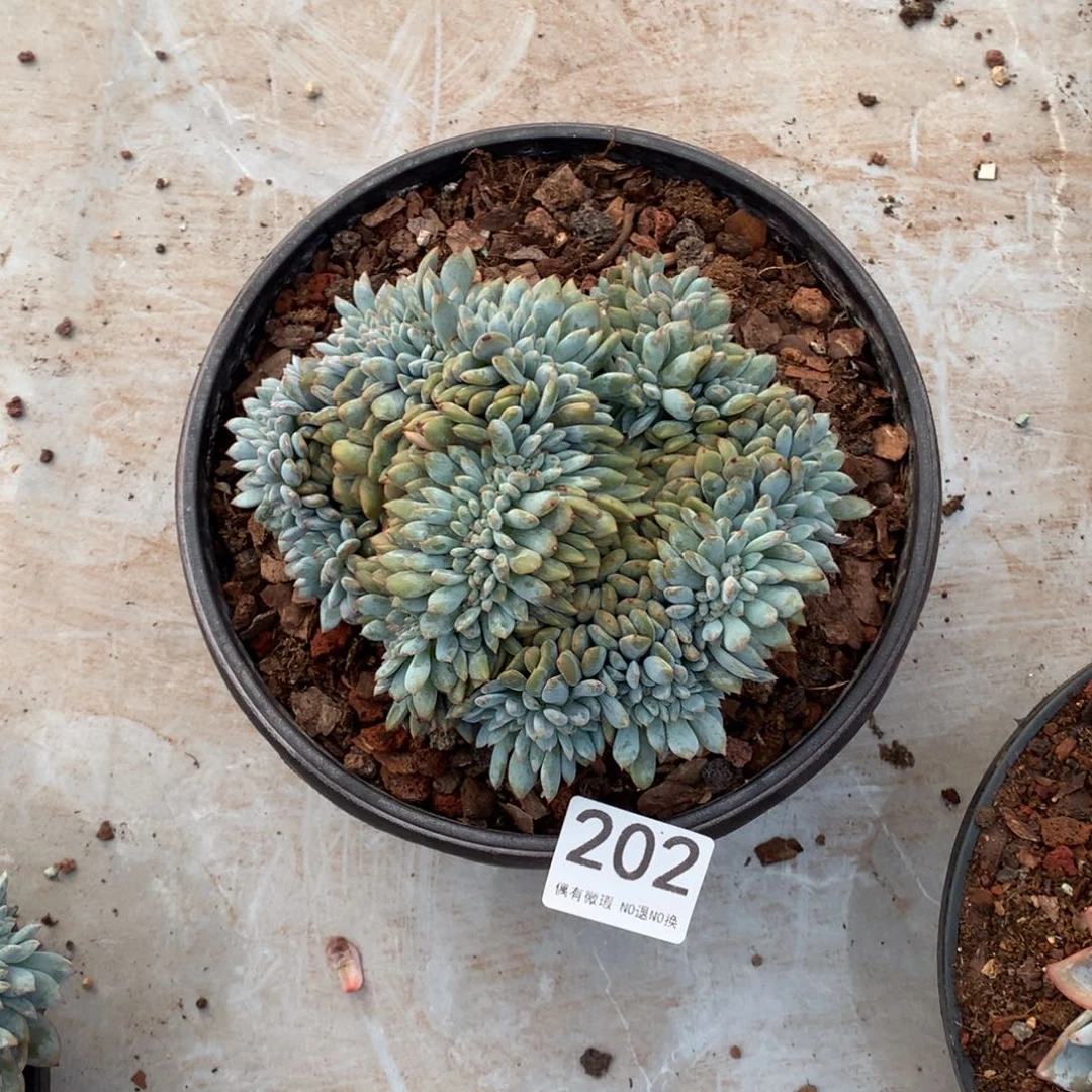 202橙子缀化多肉植物
