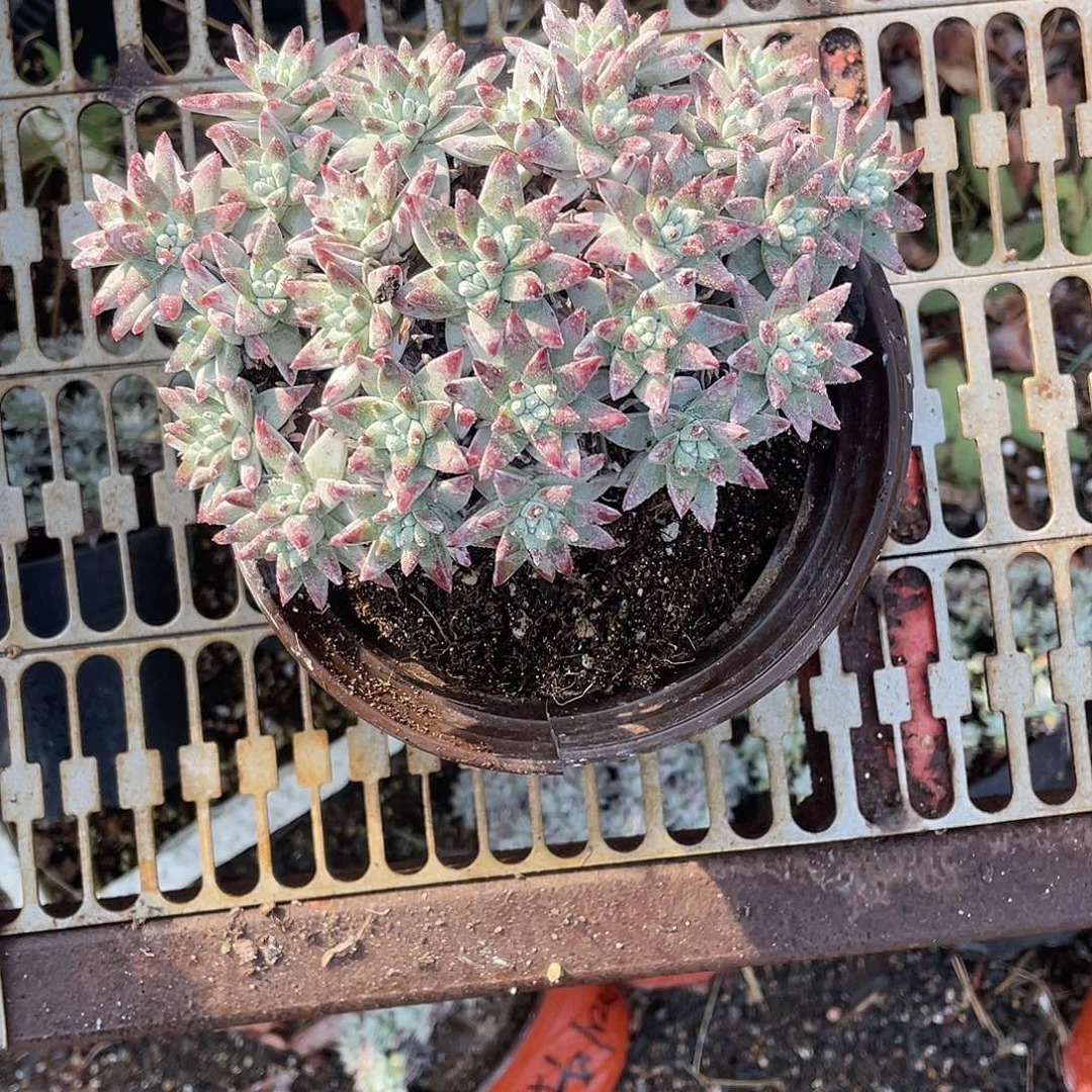 李***动白菊一物一拍150盆