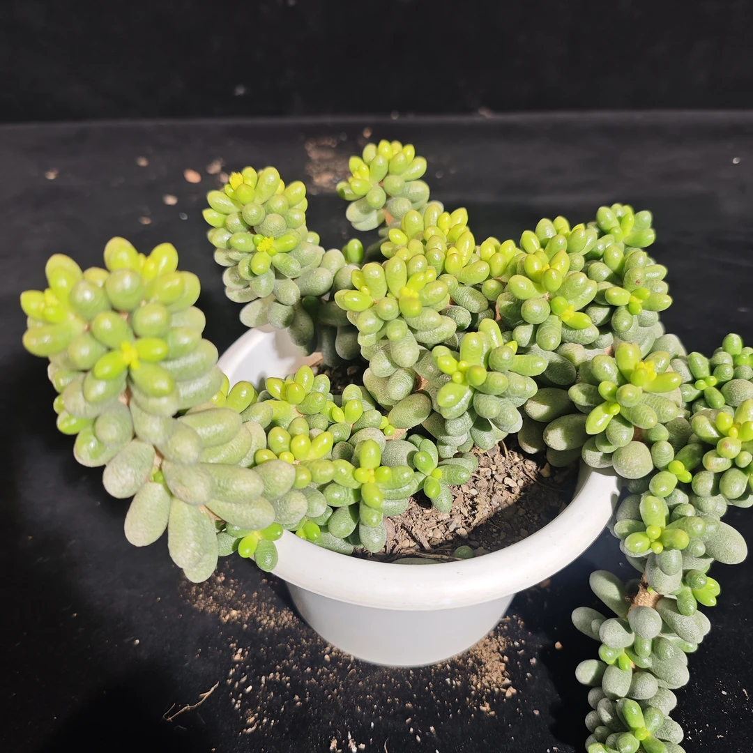 玲珑绿龟卵多肉植物新人小白可易养活客厅阳台庭院