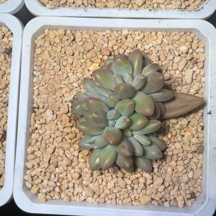 戴蒙德 群生 一物一拍