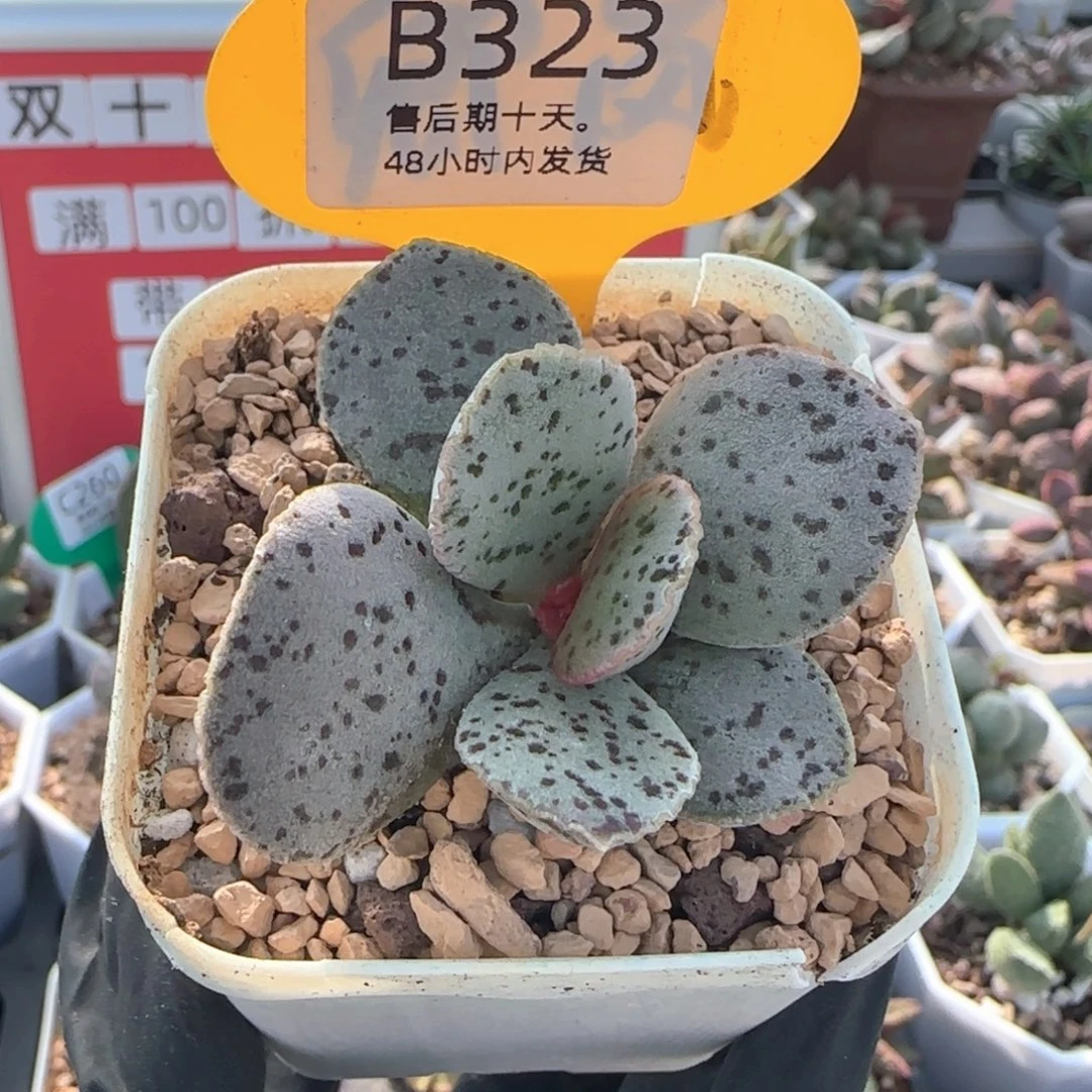 巨蟹座。    323。