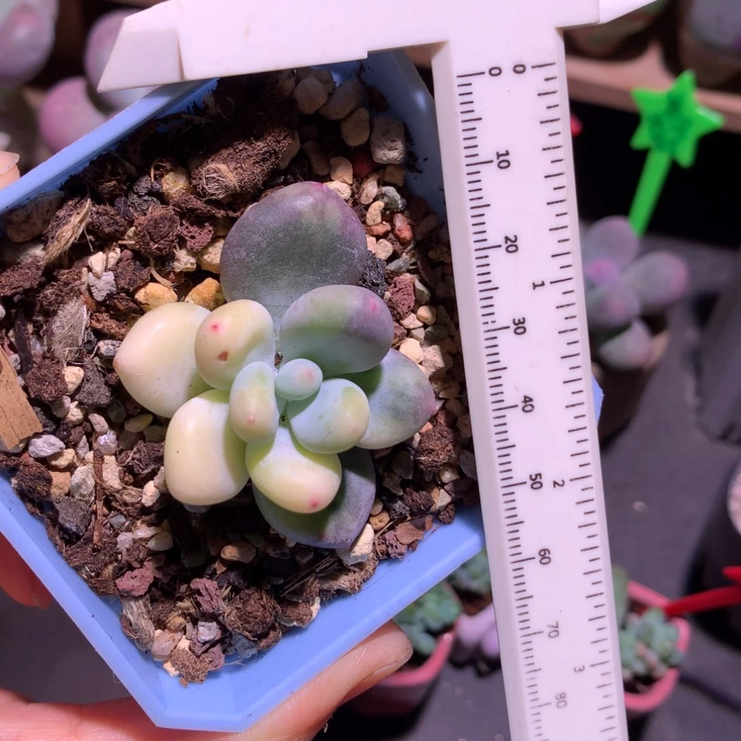 紫皮奶酪锦砍头母本