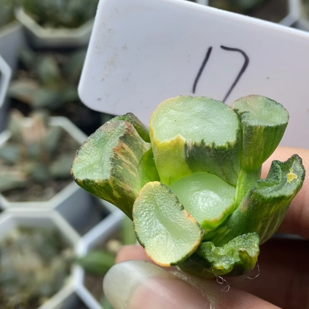 是是是是是是是是是寿