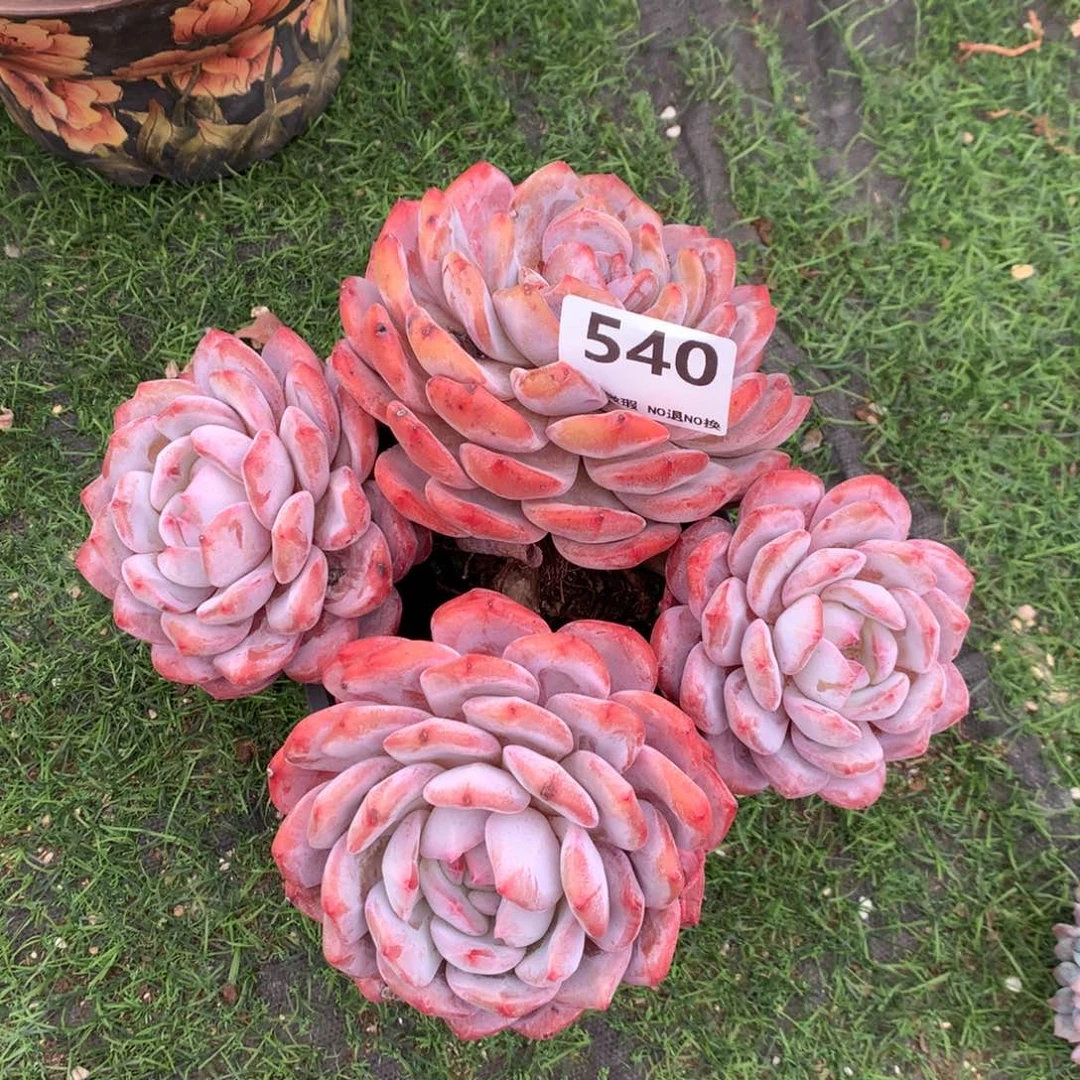 540号新疆西藏内蒙古不包邮的