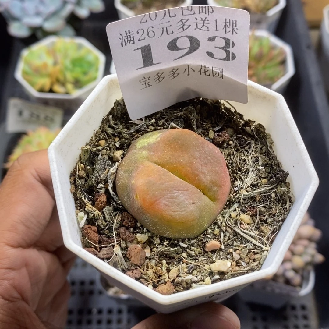 毛汗尼一物一拍满20包邮满26送一颗多肉