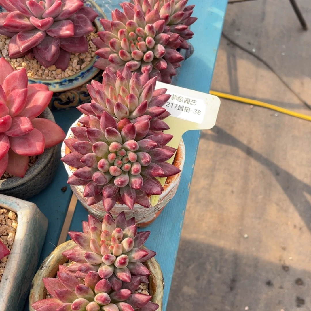 1217-38-虞美人双头福利一颗量拍