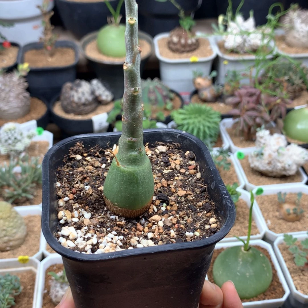 早****皮幻蝶带盆发货多肉