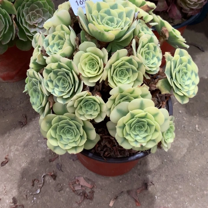 1690绿豆沙多肉特价不售后