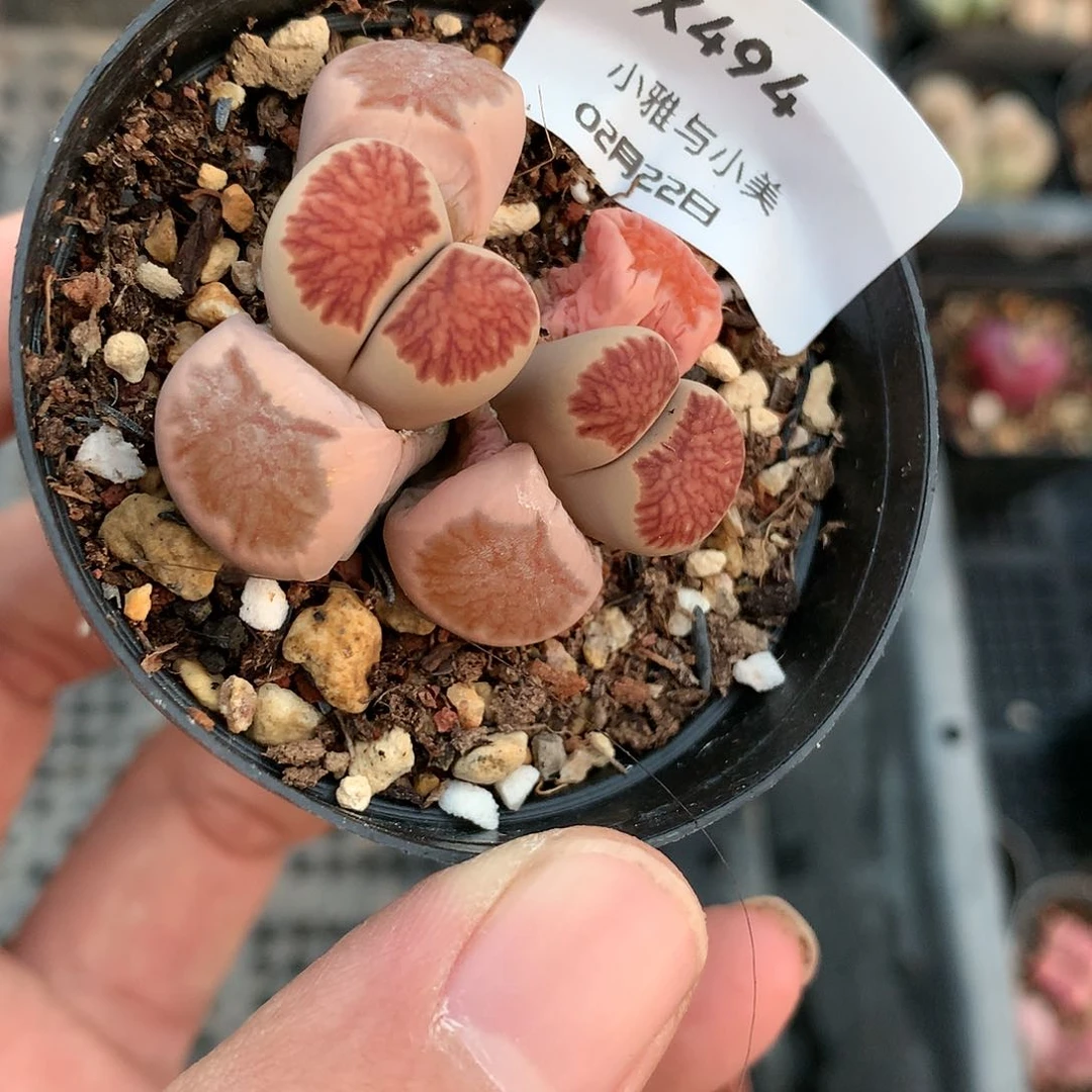 X494多肉植物保护