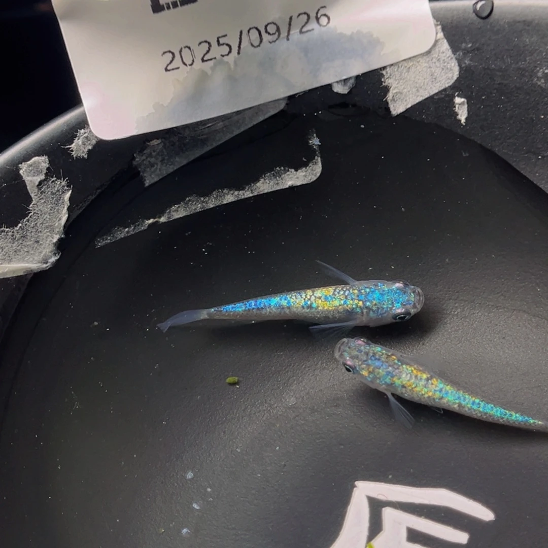 青鳉202海王星无背鳍一对