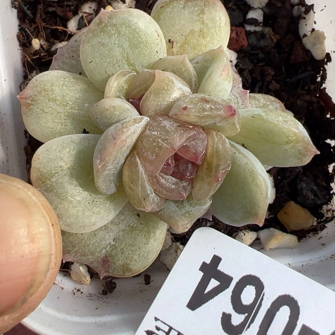 小卡拉米糖心一物一拍29-64