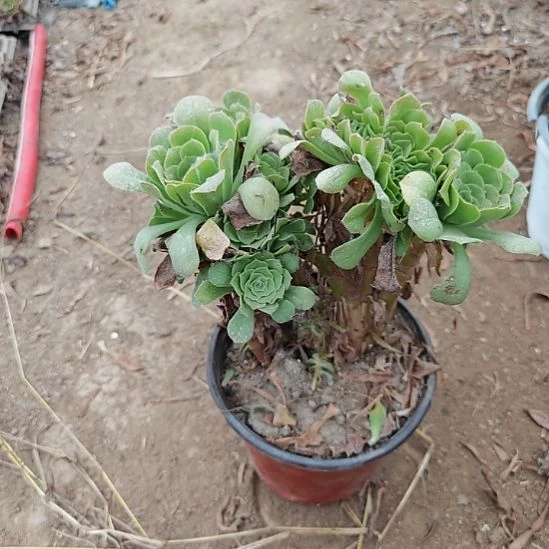 绿羊绒缀加急法师25
