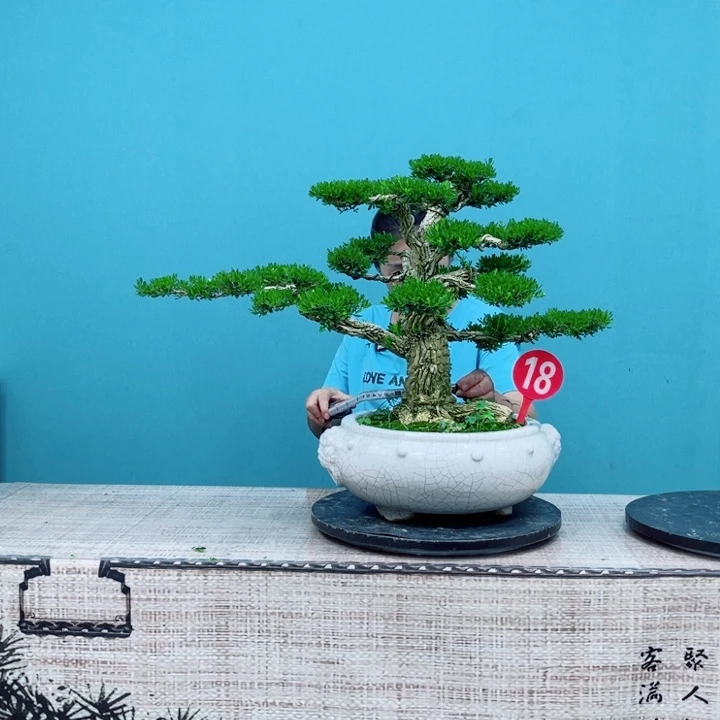 无花朵雀舌黄杨盆景