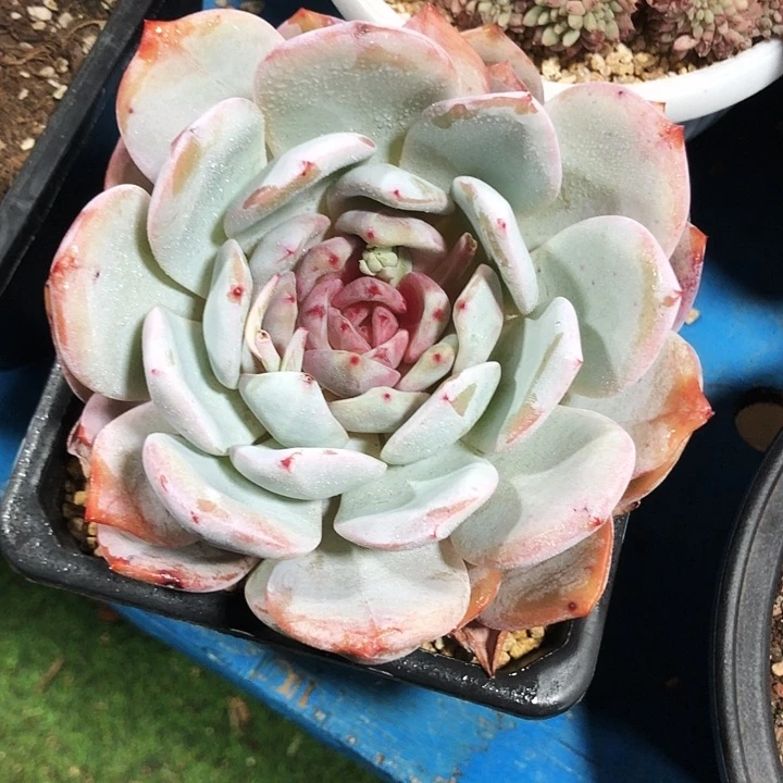 糖心嫦娥仙子多肉植物