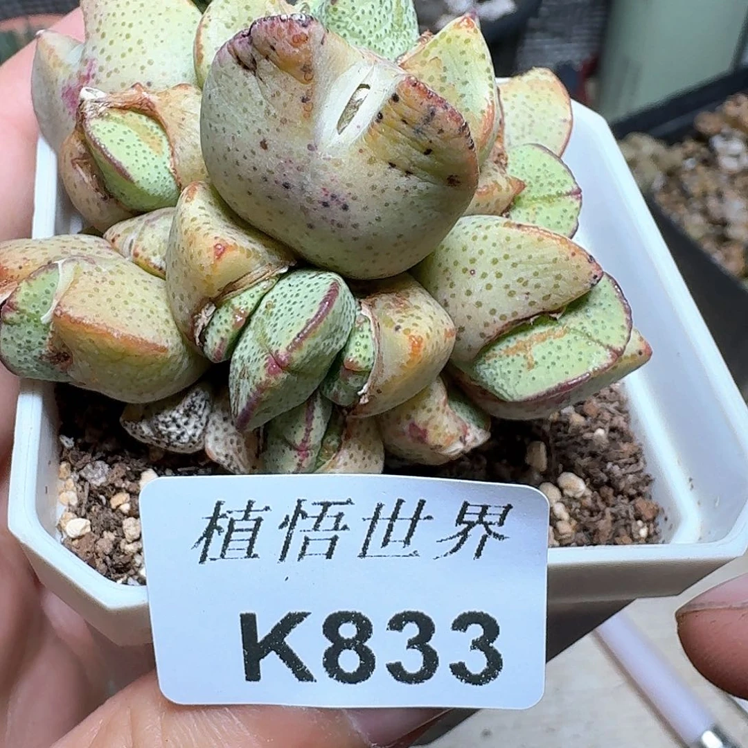 833号多肉植物f f