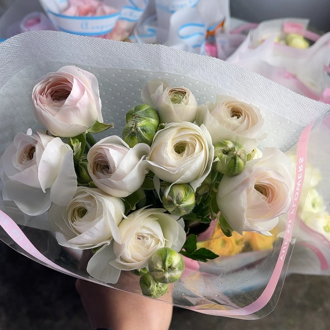 完全开放月琪（高山雪）8-10枝