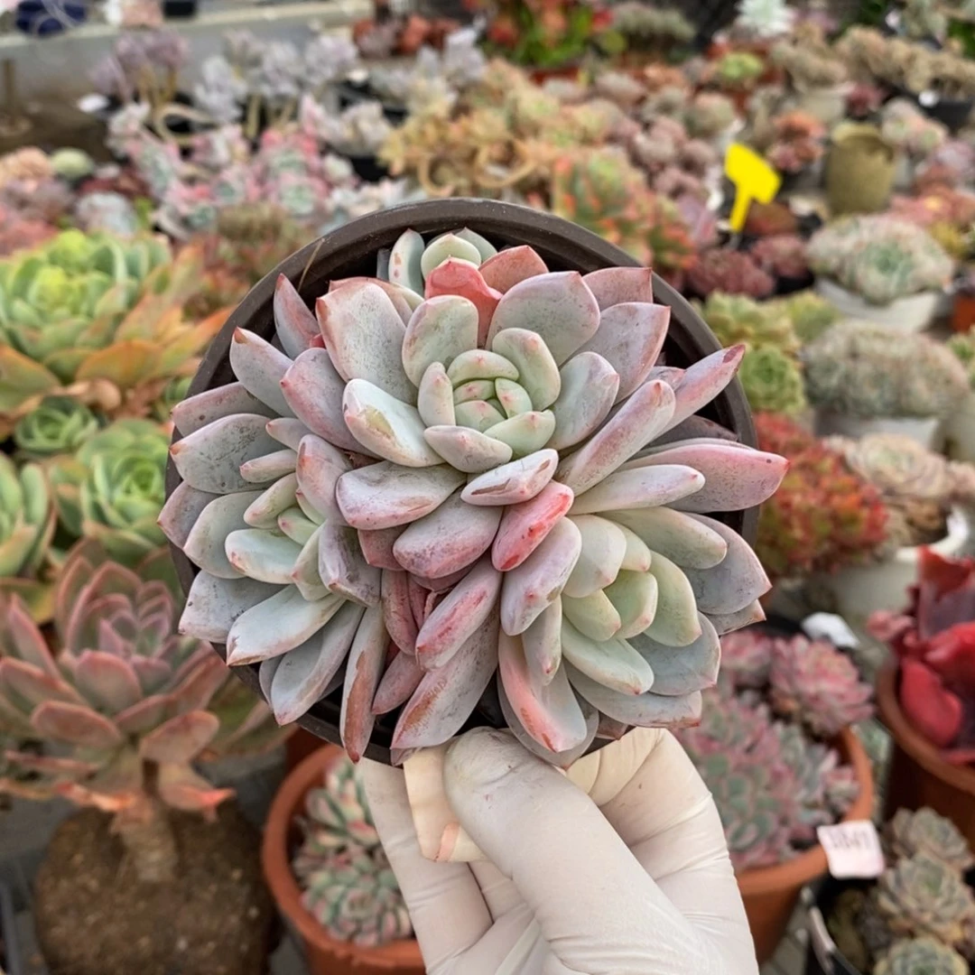 8241奶盖多头一物一拍