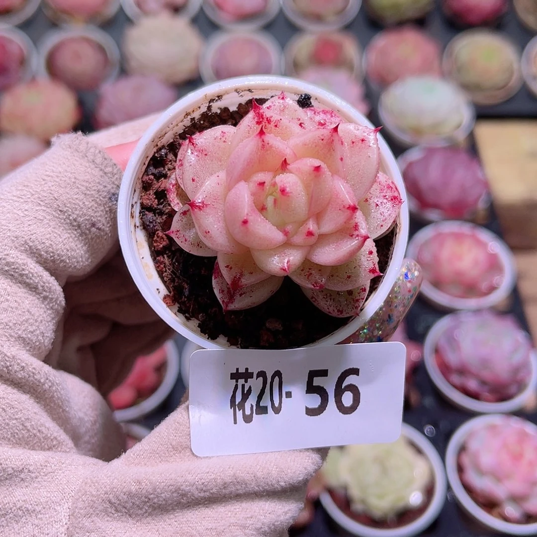 花利美20-56麦秆单头