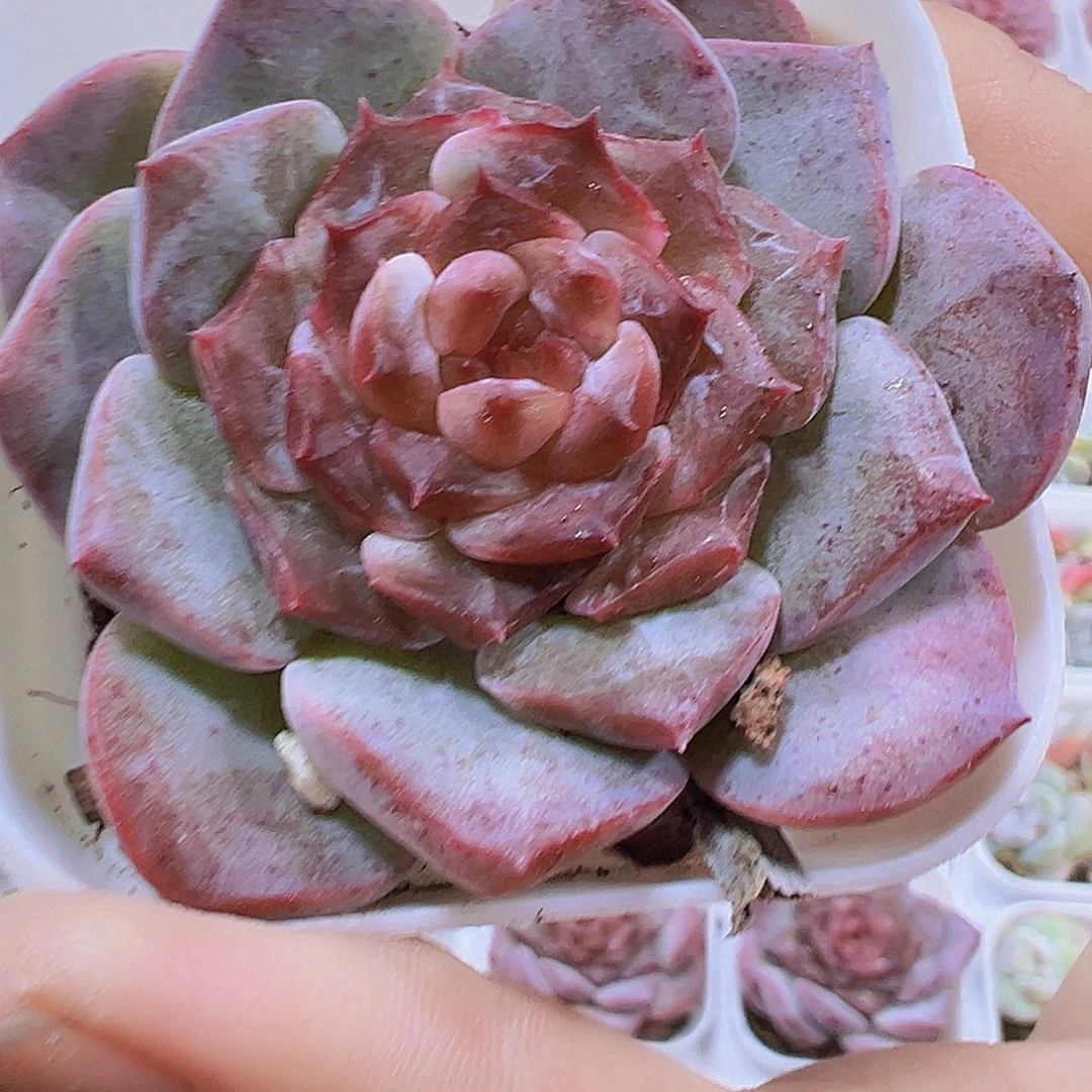 紫墨19包邮多肉植物