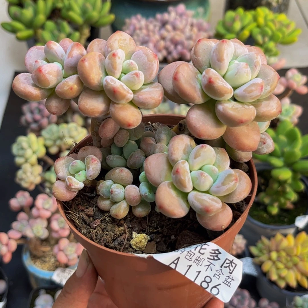 1186樱花洛神8cm多肉