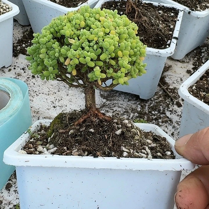 Y***.当前无花朵，栽培后可花朵