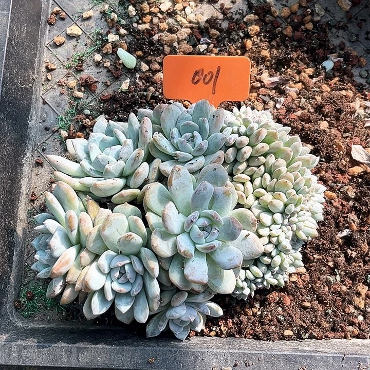 缀化001号码牌子的