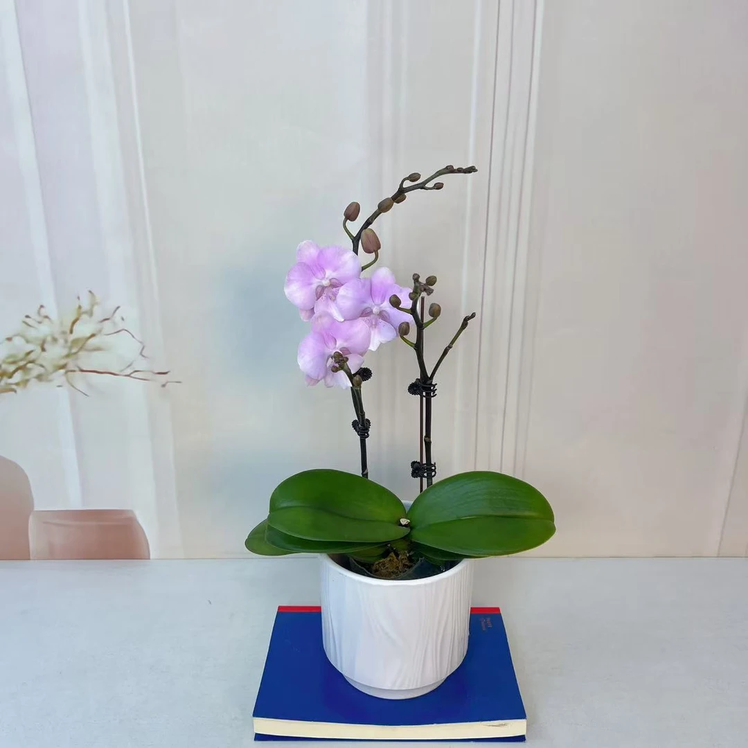 【粉少女】植株高品質蝴蝶蘭基地直发种 植施肥观赏花卉