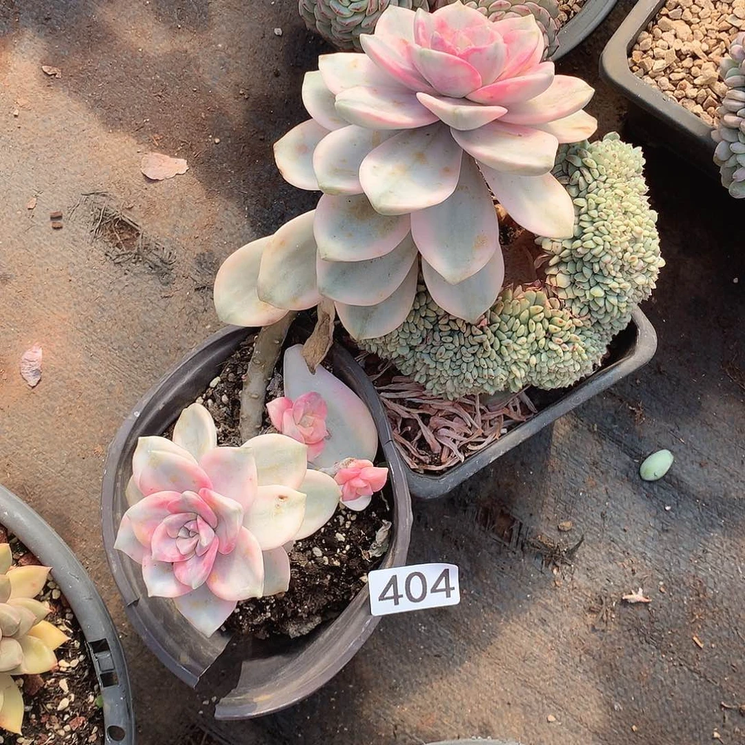 404紫乐锦一物一拍多肉