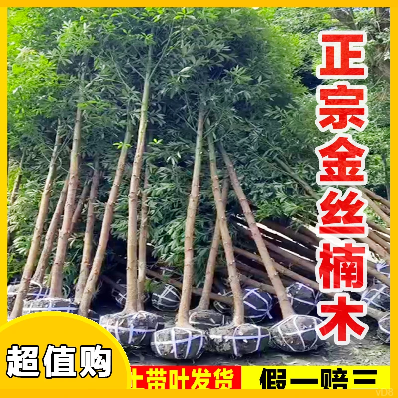 正宗四川原土金丝楠木树苗庭院名贵树苗小叶桢楠赤楠常绿耐寒楠木