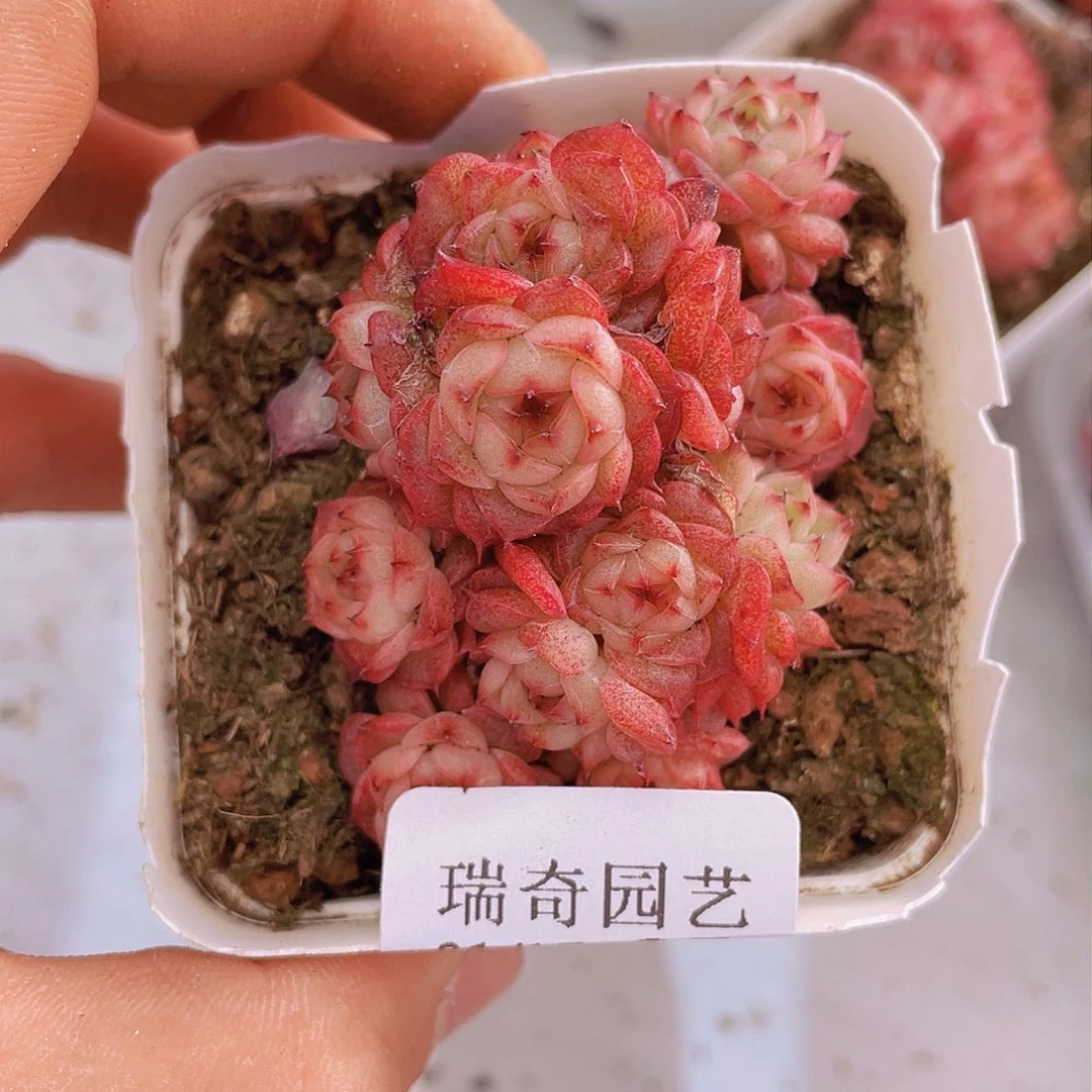 00000000000005量拍