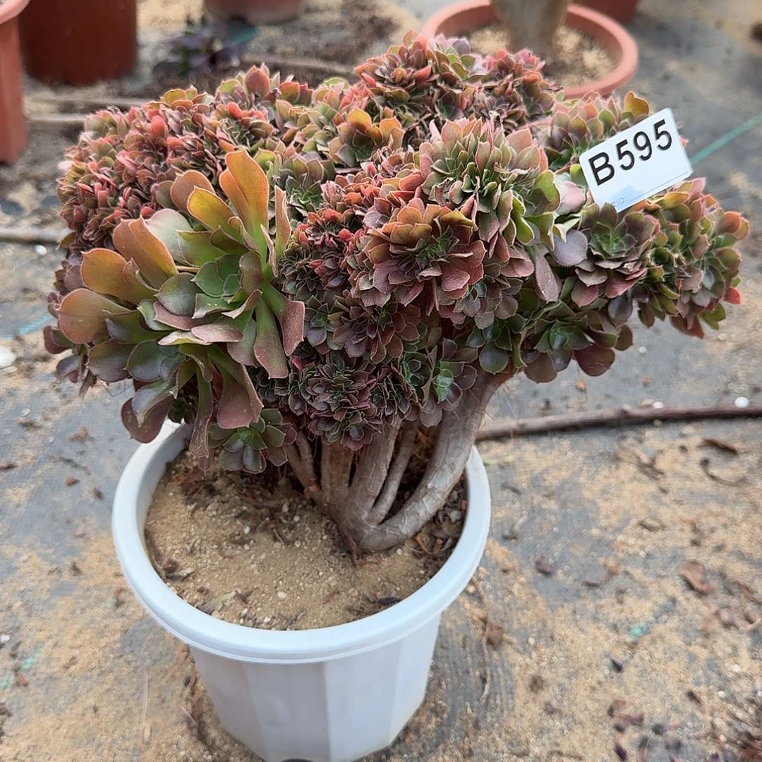 595火玫瑰朵朵一颗呀呀