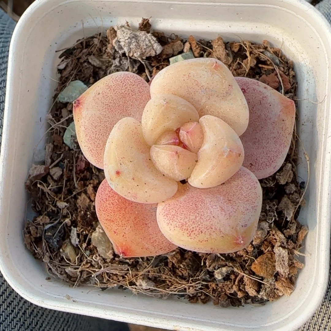 多肉小卡拉米糖心一物一拍