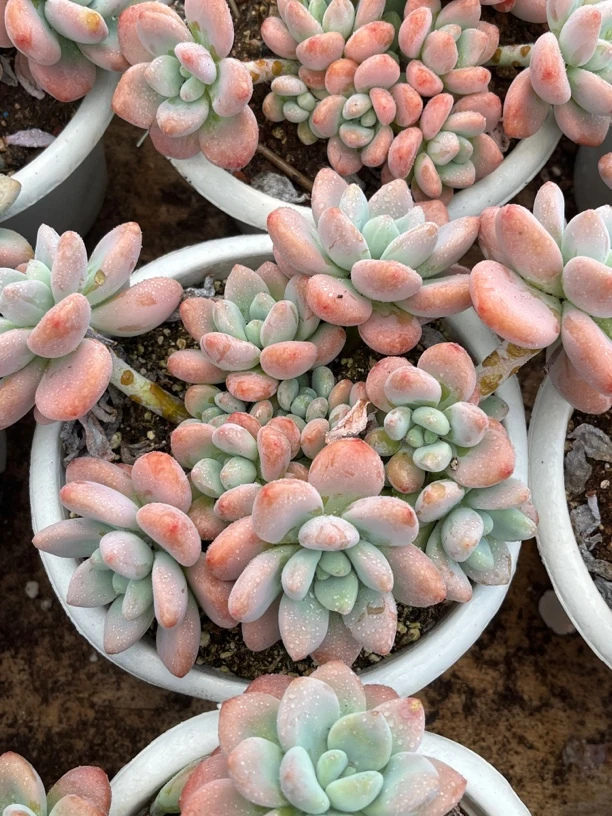 【任意两单包邮】红洛神大群16-18厘米多肉植物，脱土发货