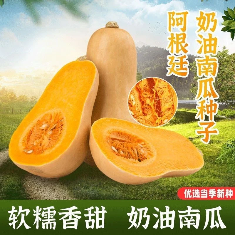 阿根廷奶油南瓜种子奶油味南瓜高产奶香南瓜种子春季蔬菜种子大全