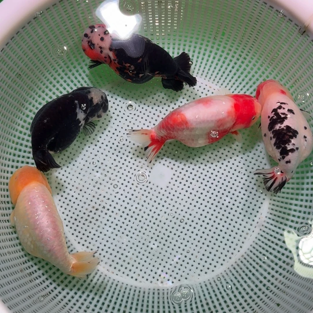 金鱼类不分公母 12