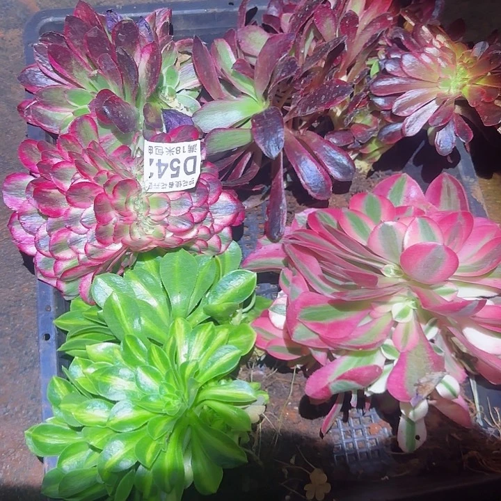 多肉 套餐福利多肉法师植物