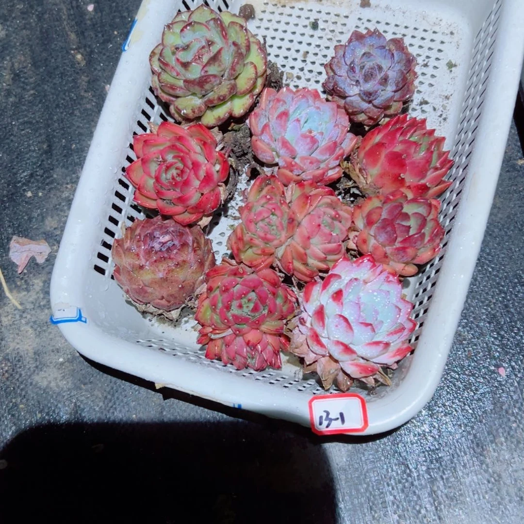 胖**妈精品多肉植物老桩