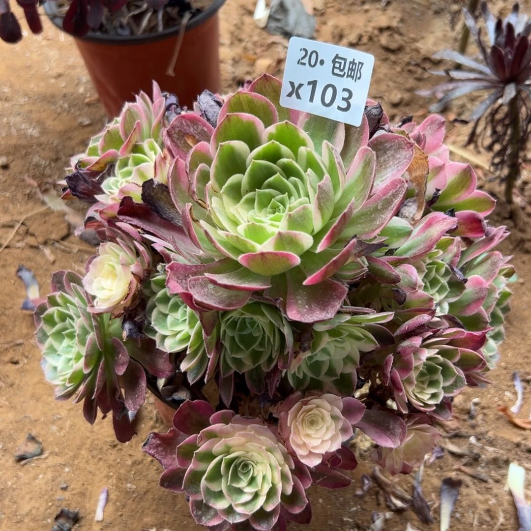 103海王变异，满20包邮