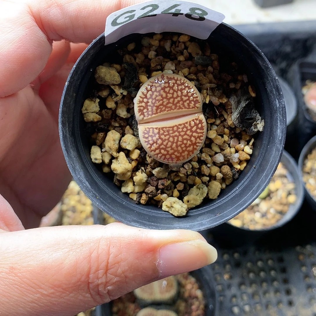 ?G248多肉植物保护