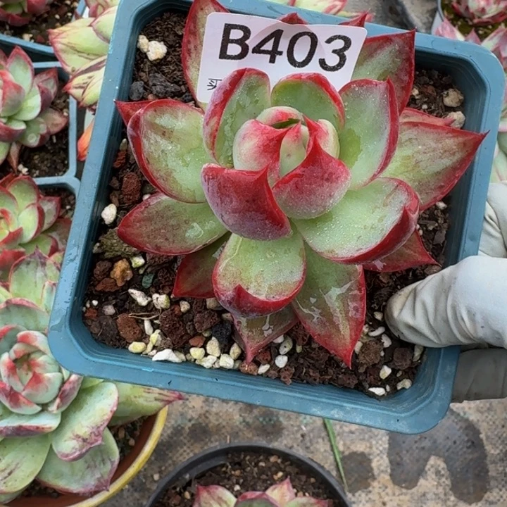 惊鸿仙子 403.........