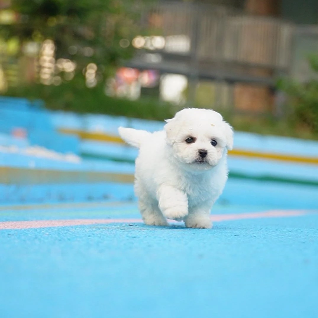 1012拍摄2号比熊宠物狗狗幼犬妹妹