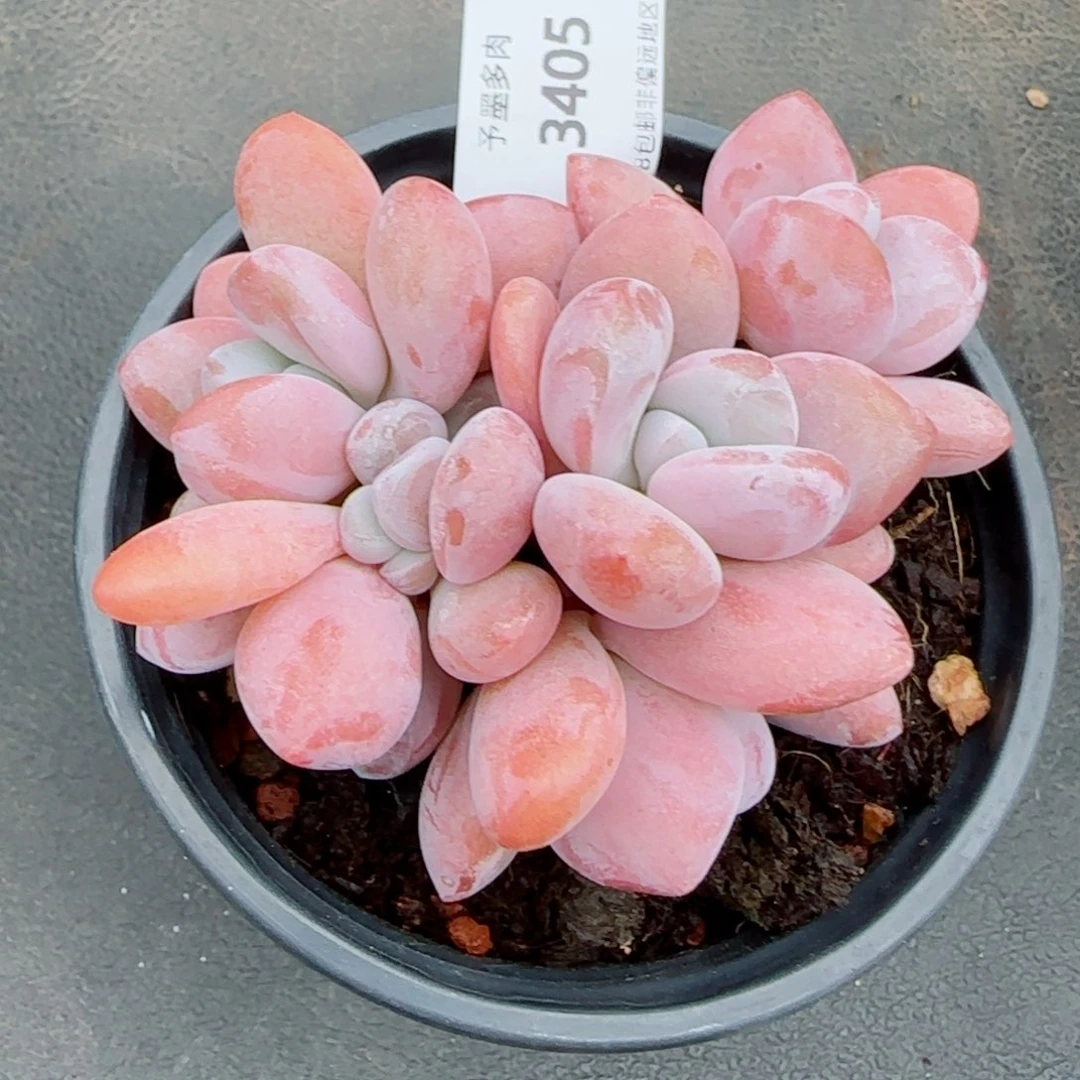粉兔群，3405多肉植物