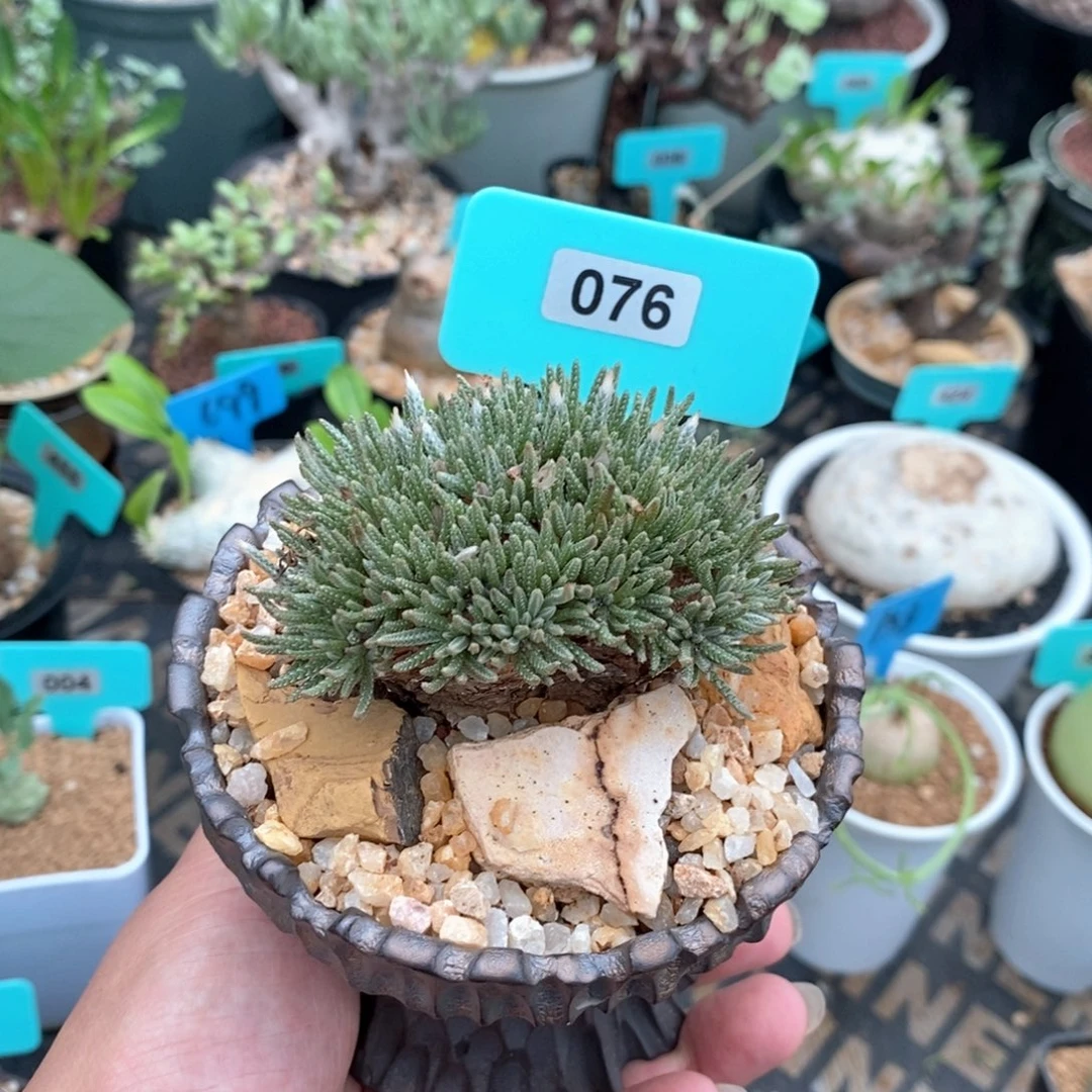 任锦产地多肉植物
