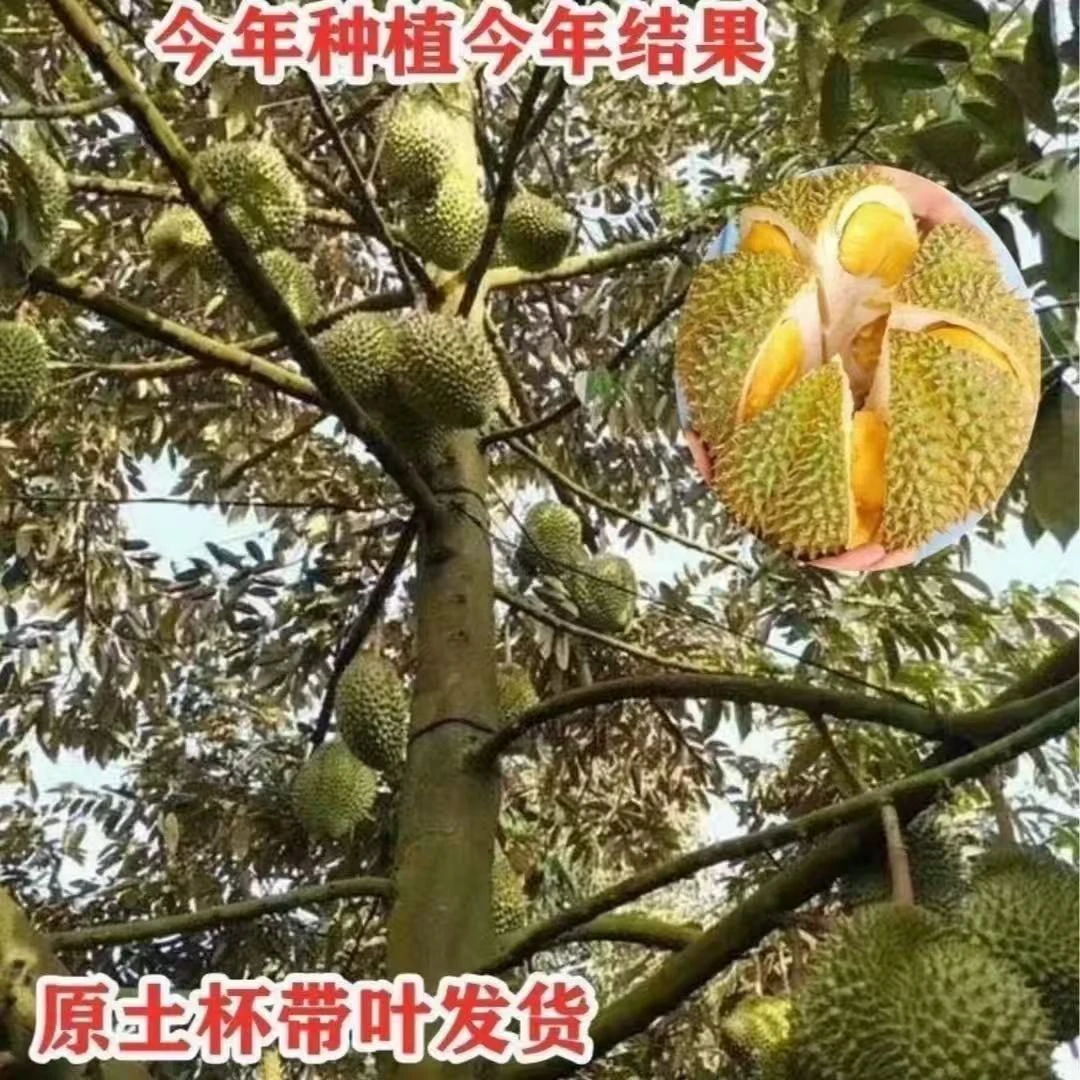 L1金枕榴莲树苗耐寒耐高温 南方北方种植 猫山王榴莲苗当年结果