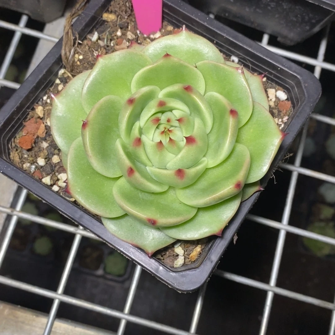 x022-多肉植物 东云