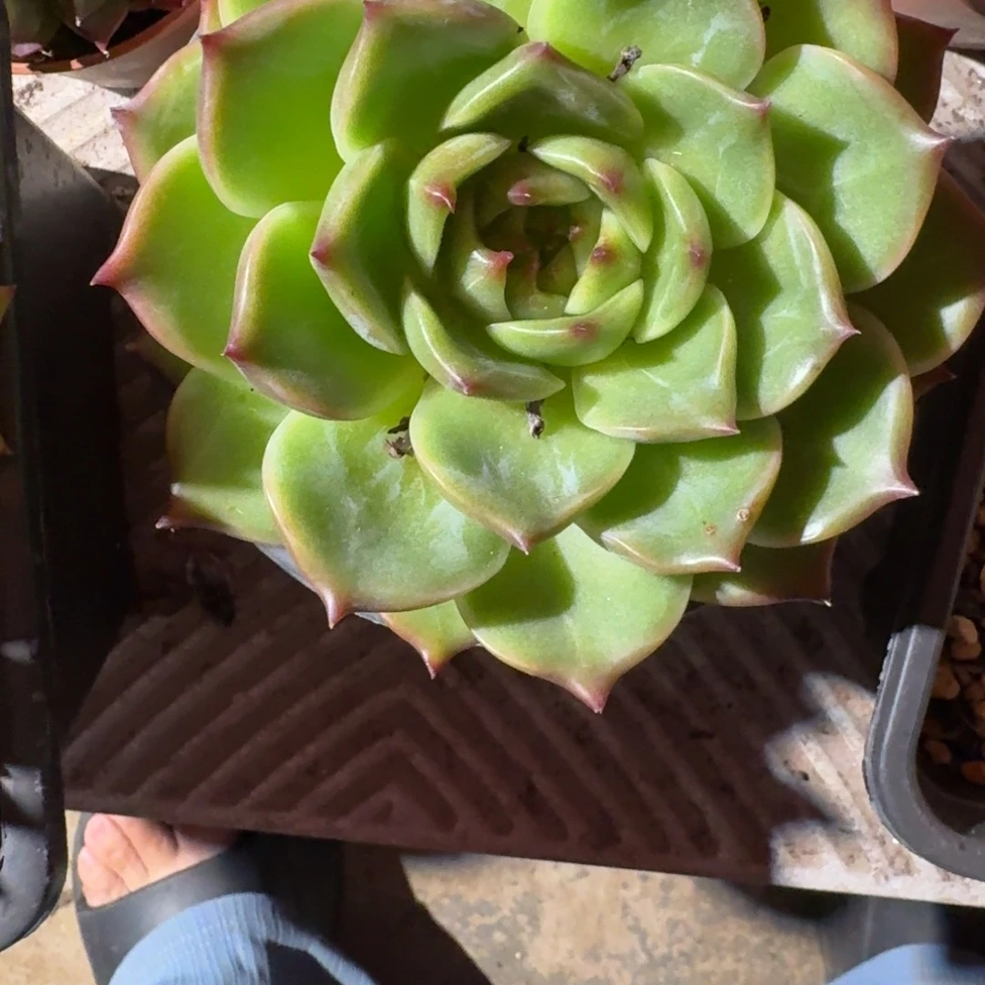 专拍链接多肉精品单头