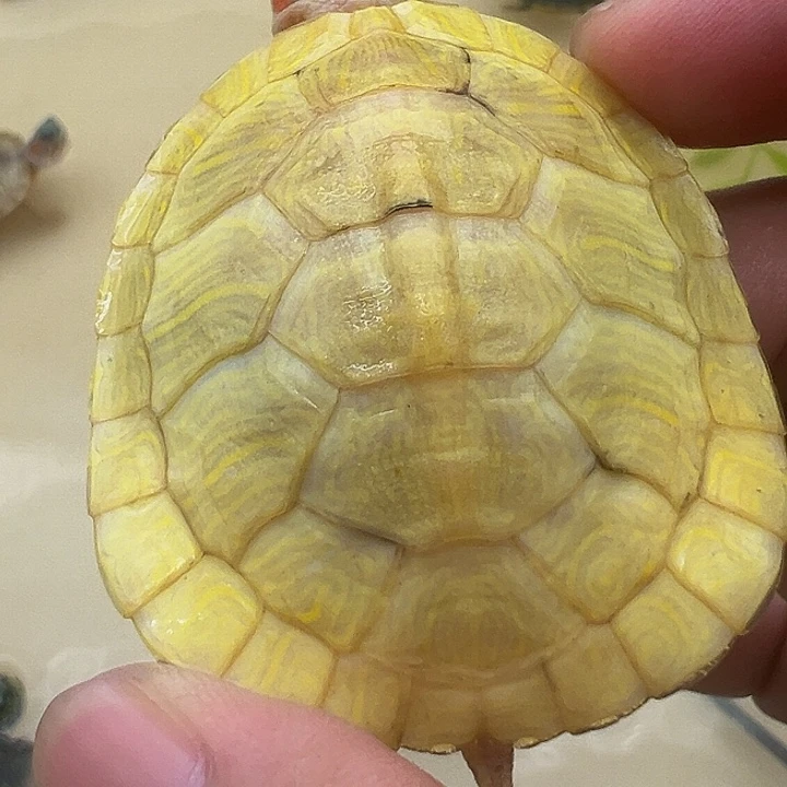 绿毛龟母巴西龟11111