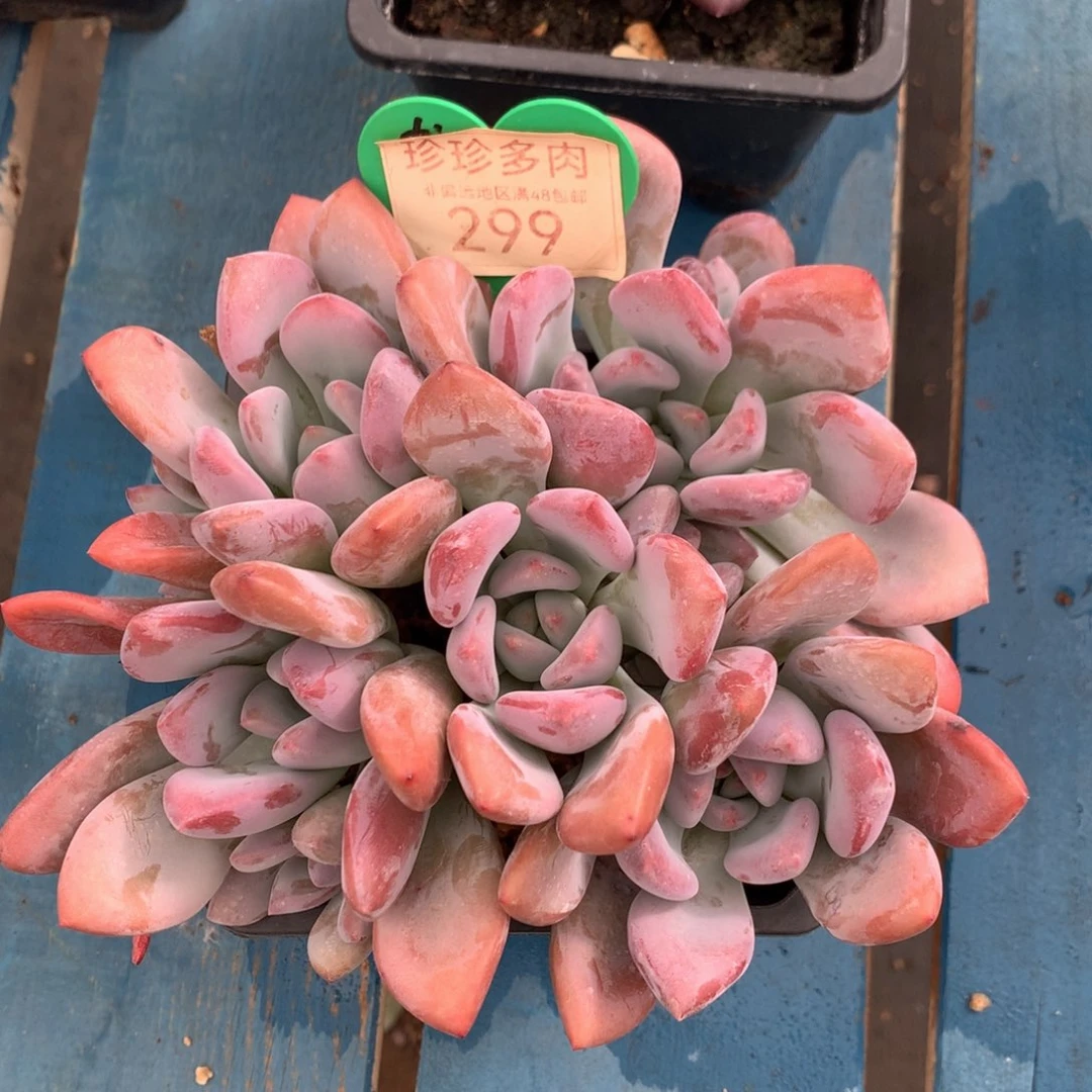 丸叶奥普无砍平头299