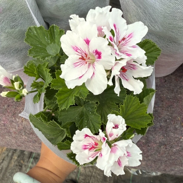 花语厘【蝴蝶梅王族】